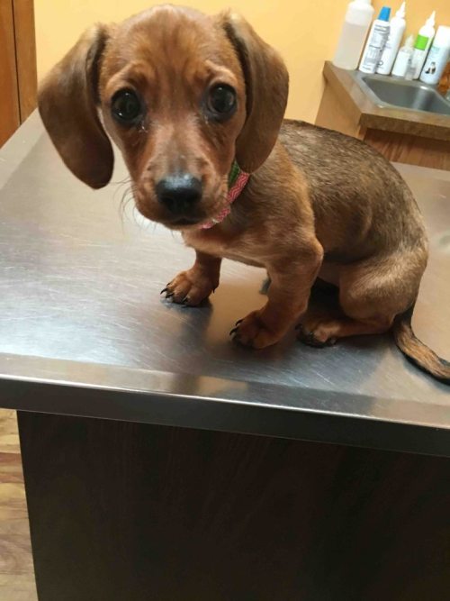 puppy-a-day:  Maggie had to visit the vet tonight. She didn’t like it. 