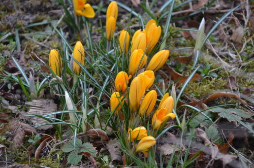 Crocus