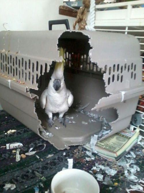 beak-on-fleek: lol-post: You thought your jail could stop me? No cage can hold my power…&hell