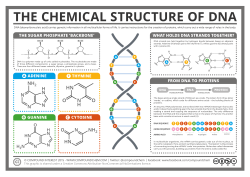 compoundchem:  Today’s post looks at the chemical structure of DNA - and how it’s used by your body to make proteins: http://wp.me/s4aPLT-dna