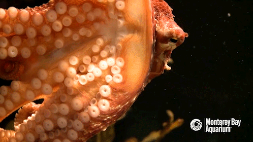 montereybayaquarium:montereybayaquarium:The toe’s nose knows! Walking a mile in an octopus’ suckers 