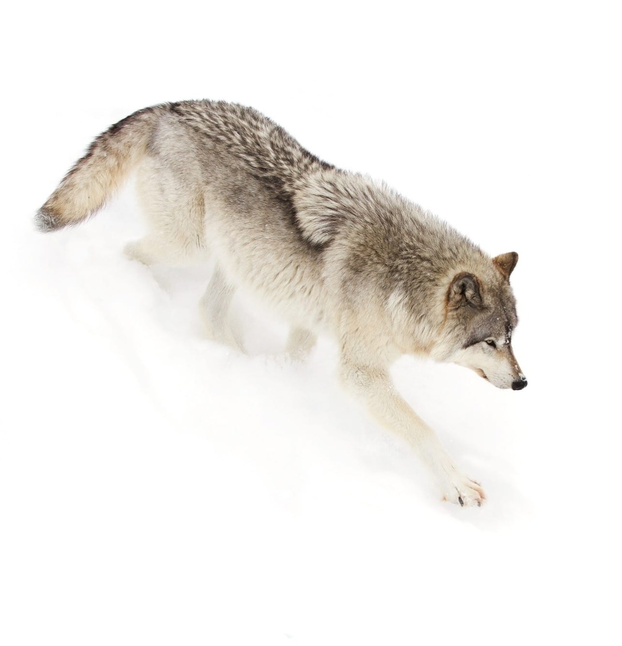 beautiful-wildlife:  Photo Series | ~ Timber Wolf ~  Images by © • Jim Cumming
