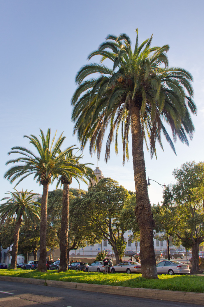 piavalesca:  summer