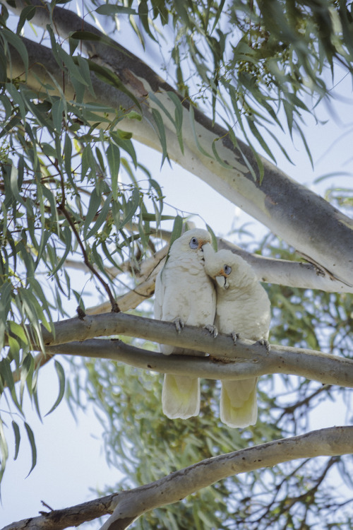 corellas