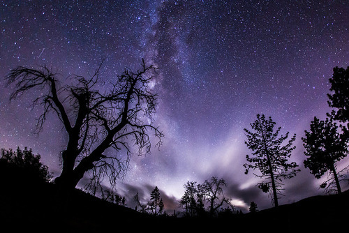 tulipnight:  Enchanted forest at the Milky Way. Take 1. by slworking2 on Flickr.