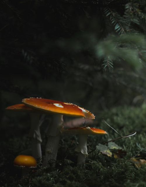 Mushrooms by Magnus Dovlind.