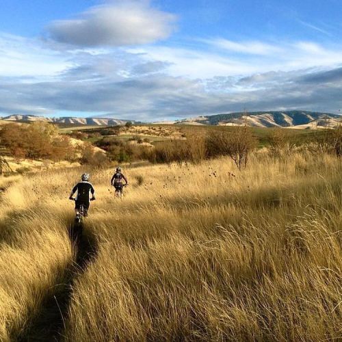 bikes-bridges-beer:  POD: Tall grass singletrack foothills, Blue Mountains, Washington. Photo: Kevin