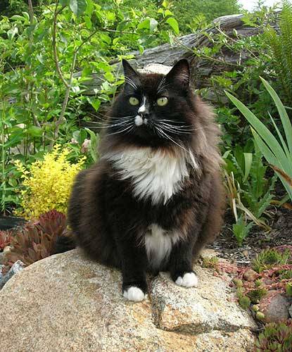 This is my cat Tuck looking majestic. He was a rescue kitty.(submitted by Mike)