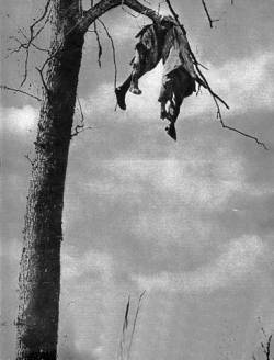   Corpse of a French soldier blown into a tree from an explosion during WW1.    