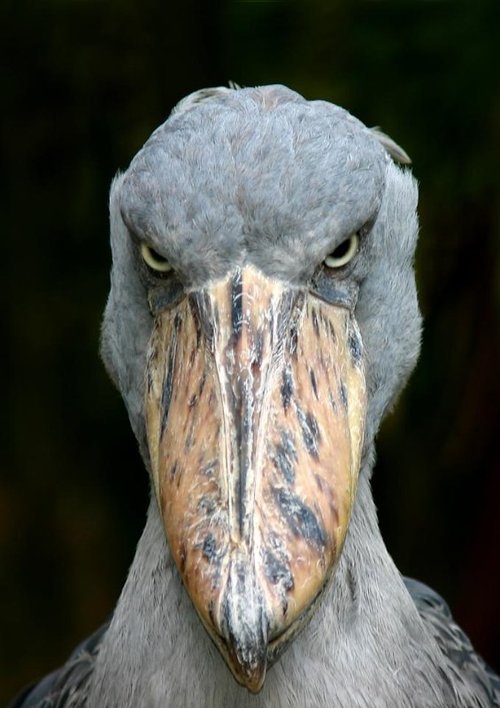 averycooldog: Shoebills look very scary from the front  But from other angles… eeeeeeyyyy  eeeeyyyyyy  eeeeeyyyy  eeeeyyyyyy eeeeeyyyy eyyyyyyyy 