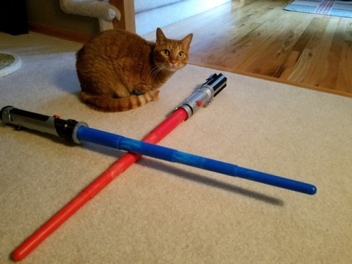 reelaroundthedavekan: Firefly and Miso say May the Fourth be with you! @mostlycatsmostly