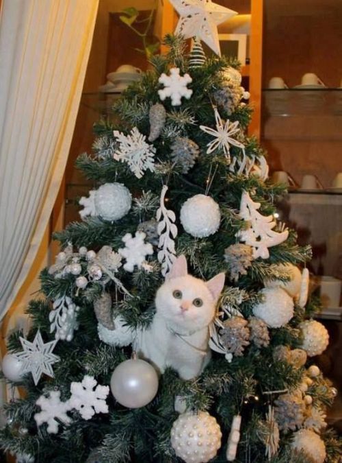 adelphicoracle: ainawgsd: Christmas Cats Adorable ornaments