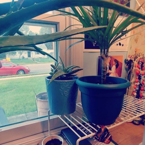 Plant spam! Listen, I love plants so much, I have a Problem ok. Also, the spider plant sits on top o