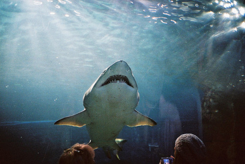 Melbourne Aquarium #1 by @fotodudenz on Flickr.