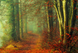 te5seract:autumn colors!, autumn mood! &