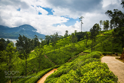 Tea plantation by sergemi