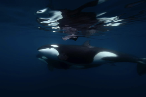 kohola-kai: Orcas in Cabo Photos by Jorge C. Hauser