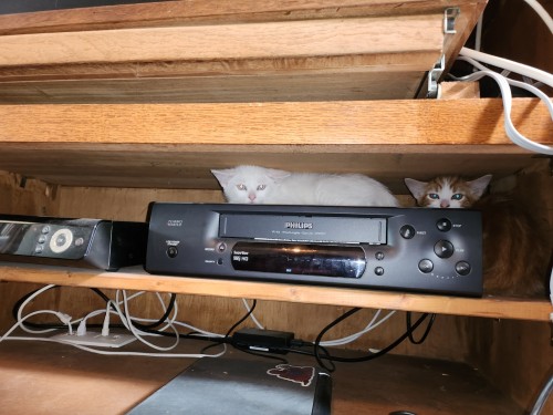Kitties Why Have You Selected This Spot Out Of Every Soft Surface Available.