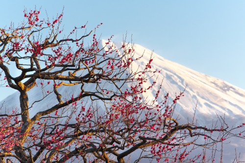 matryokeshi: Mt.Fuji with plum blossoms in Iwamotoyama Park, Japan