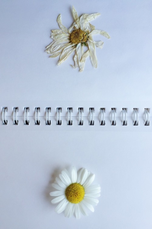 blissfulchapters:  Found this pretty thing while walking my dog this morning! Into the journal it goes