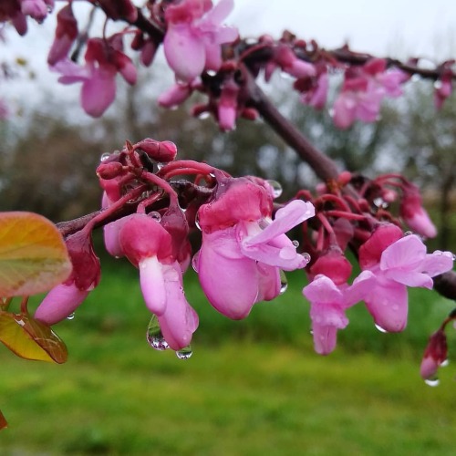 #1april #beautyful #nature #beautifulday #beautyfulgreece #beauty #grece #thessalonikiview #kaloxori