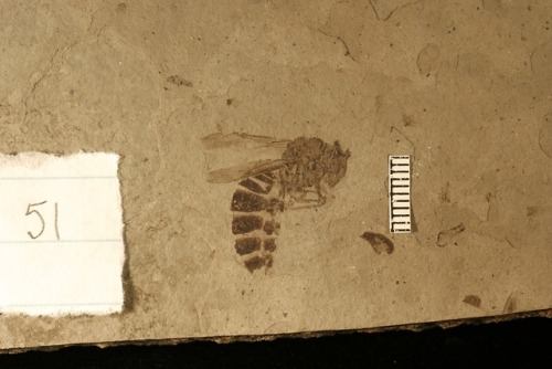 Palaeovespa florissantiaThis exceptionally preserved 34 million year old wasp was found and identifi