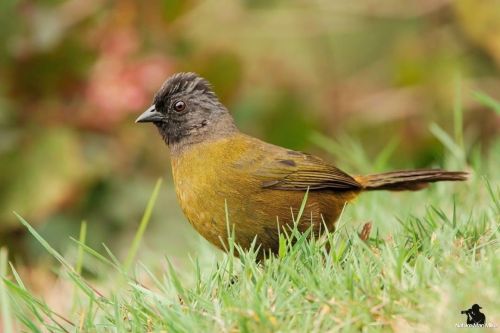 Large-footed Finch  Finishing off the week with another new bird to my page. My plan was to post all