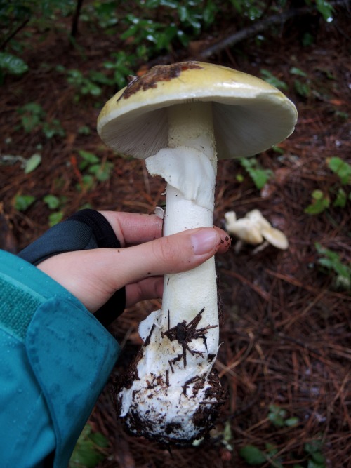 fungusqueen:Death cap (Amanita phalloides)