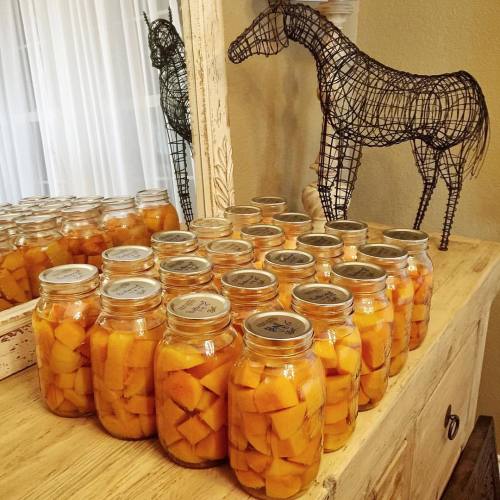 finacardwell: Canned butternut squash and sweet potatoes yesterday. This is three canner loads that 
