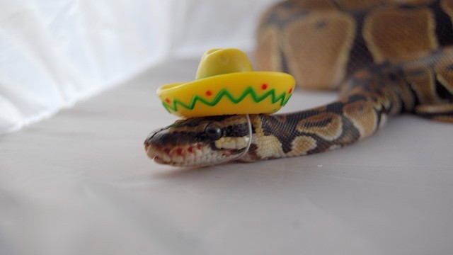 k-atesux666:  soME OF YOU ARE SAD SO HERE IS A SNAKE IN A SOMBRERO OK  