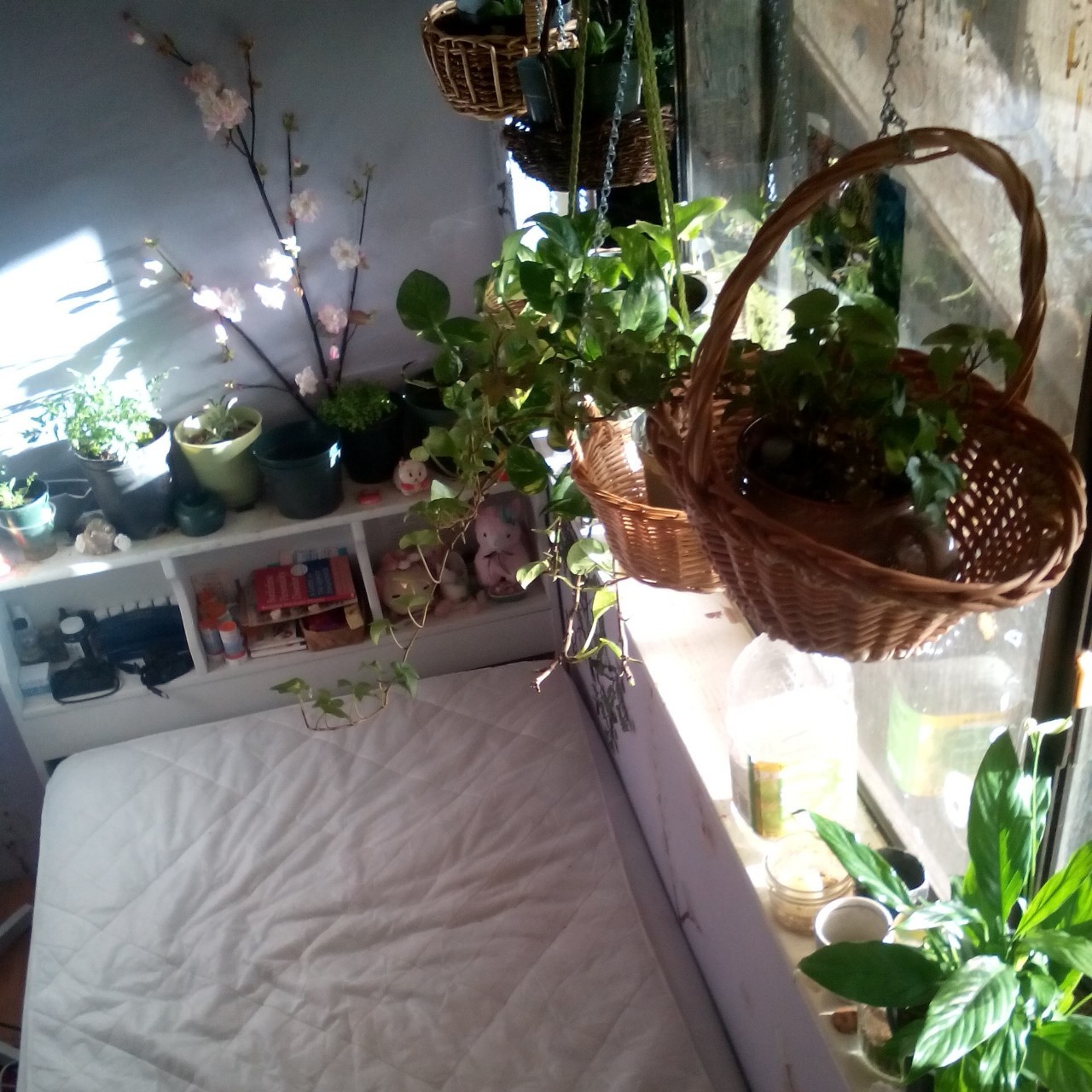 faerie-planet:  Bedside plants