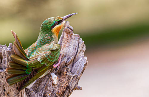 Bee Eater by Y K