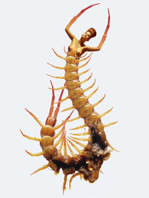 fer1972:  Insectes by Laurent Seroussi