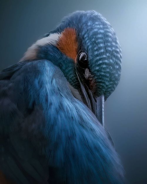 misterlemonzafterlife:  yourstrulymagickghost:pangeen:  Kingfisherby Francesco Spina   Lovely kingfisher 📷 https://MisterLemonzAfterlife.tumblr.com/archive