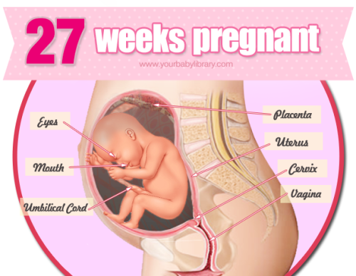 While 27 weeks pregnant your baby will weigh just under 2lbs and is about 14.4 inches long. This is 