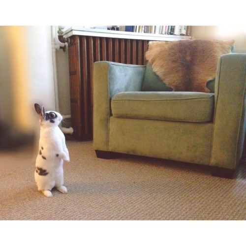 Darla the explorer #bunlife #bunny #rabbit #cute