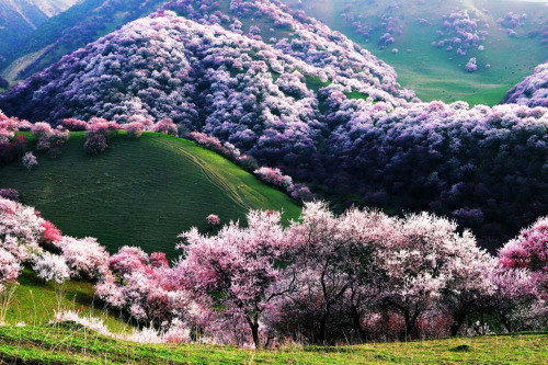 antiwhitepeople:Rolling hills in Xinjiang, China