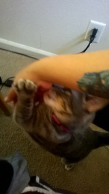 This asshole pats me real gently on the arm WITHOUT claws so he can do this shit