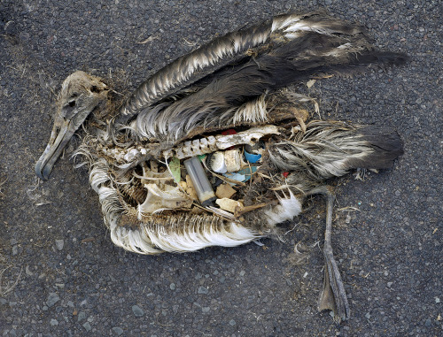 nikolawashere:  likeafieldmouse:  Chris Jordan - Midway: Message from the Gyre (2009-current) I understand that these are horrific, disturbing images and not remotely beautiful. At first I was under the impression that the albatross remains had been