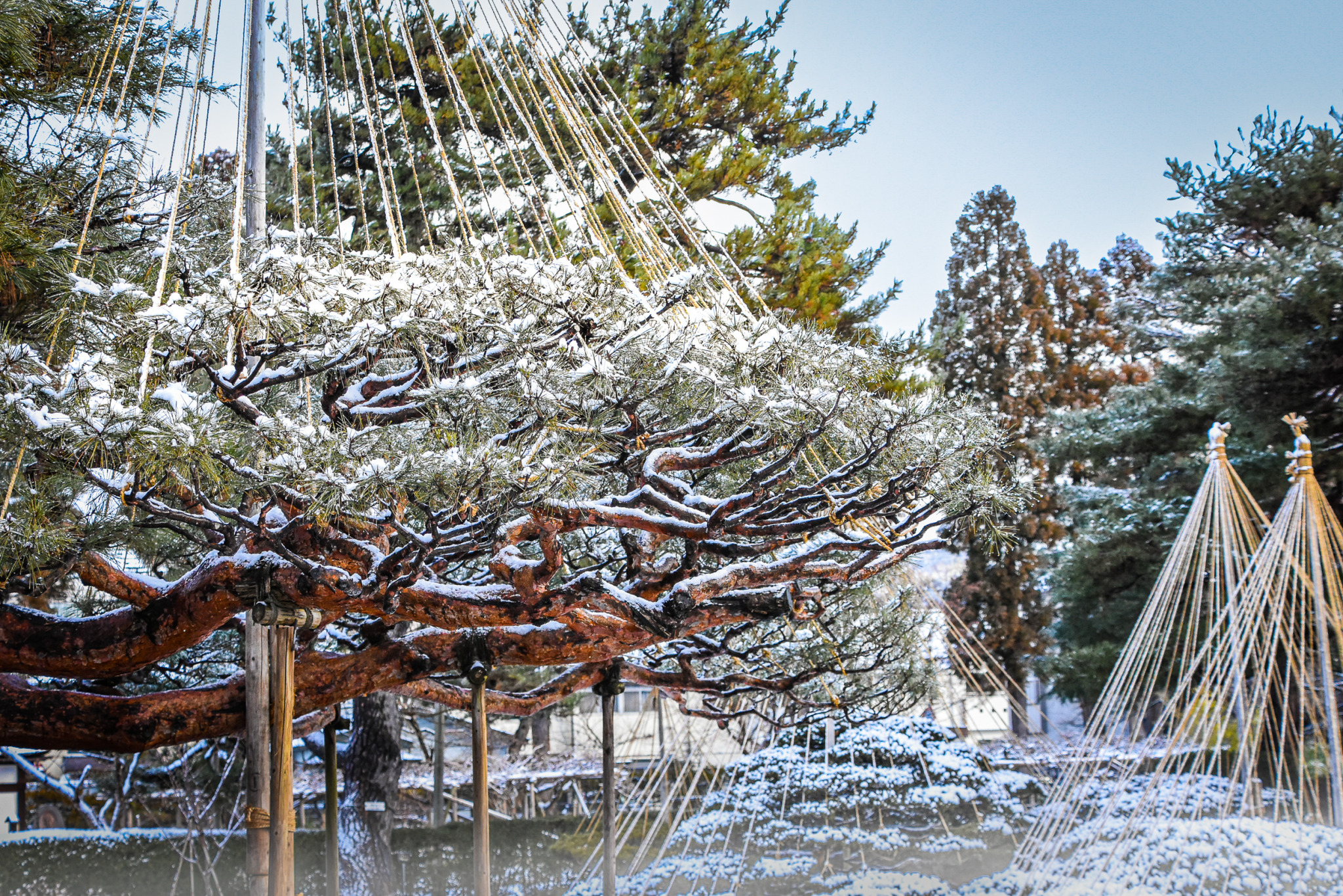 city-cost:Any Japanese garden fans out there?  This one is a beauty.This is Oyakuen