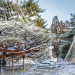 city-cost:Any Japanese garden fans out there?  This one is a beauty.This is Oyakuen