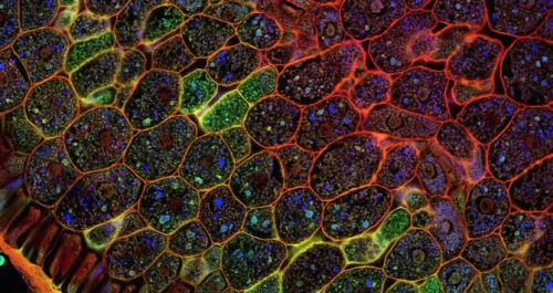 nubbsgalore: mitochondria is the powerhouse of the cell. and chloroplasts are a blast. florescent dy