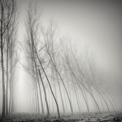 itscolossal:  Astonishing long-exposure tree