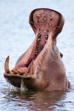 this-is-wild:  (via 500px / Yawning hippo by John Mullineux) 