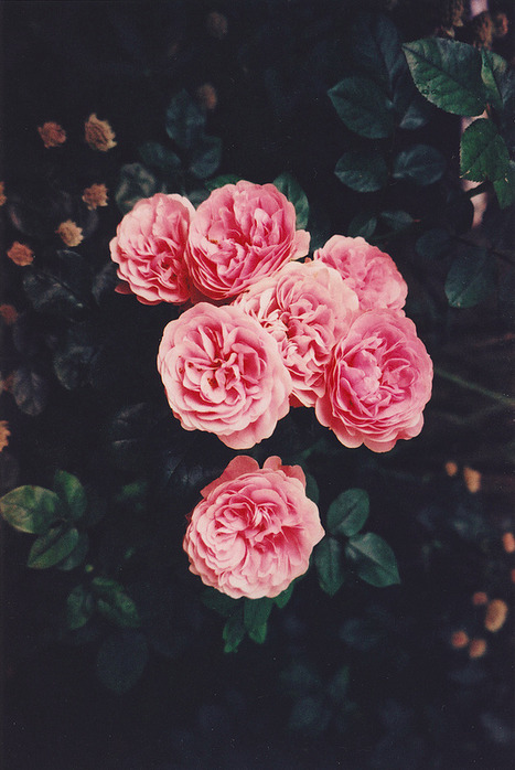 http://evermemories.tumblr.com/post/83140628552