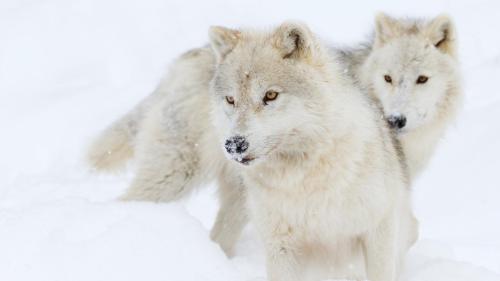 wolfsheart-blog: Wolves in snow by Jim Cumming