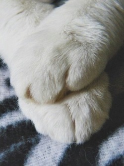 sugar-fairi:KITTY PEETS