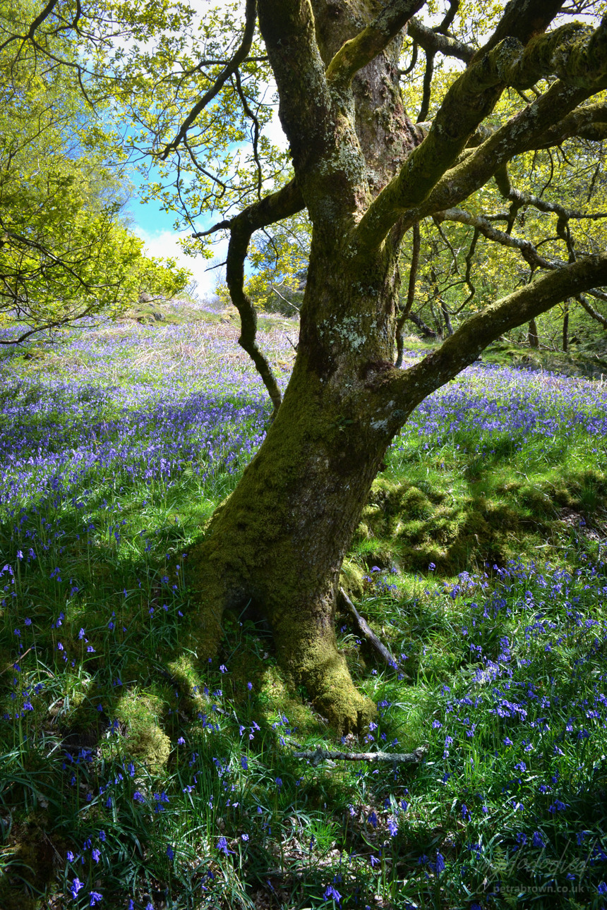 mydododied:The blue in the green