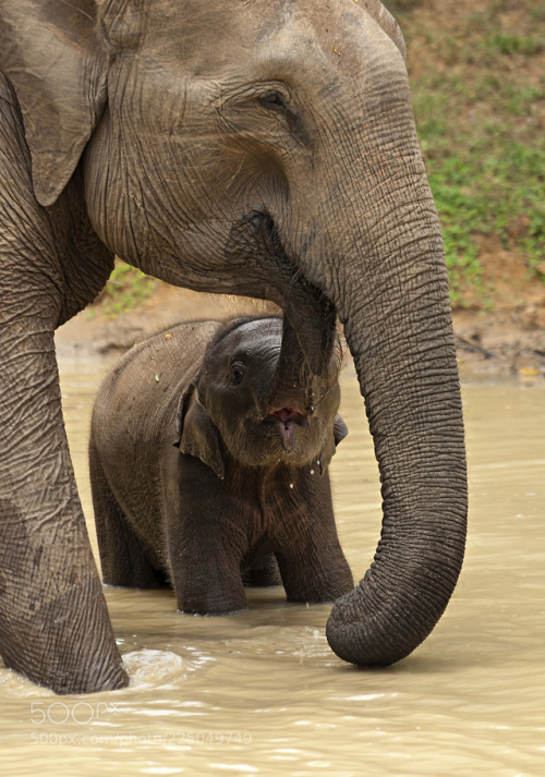 Elephant and cub drinking water. by lv96ernqfe