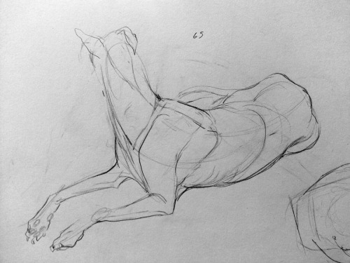 skoolmunkee:  malinfalch:  drew greyhounds in class this week!  oh, look at those sweeties! My friend and I went to a life drawing class series and we kept saying I should draw Union like life drawing and… I never did… :( 